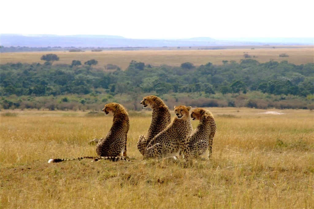 luxury safari tours