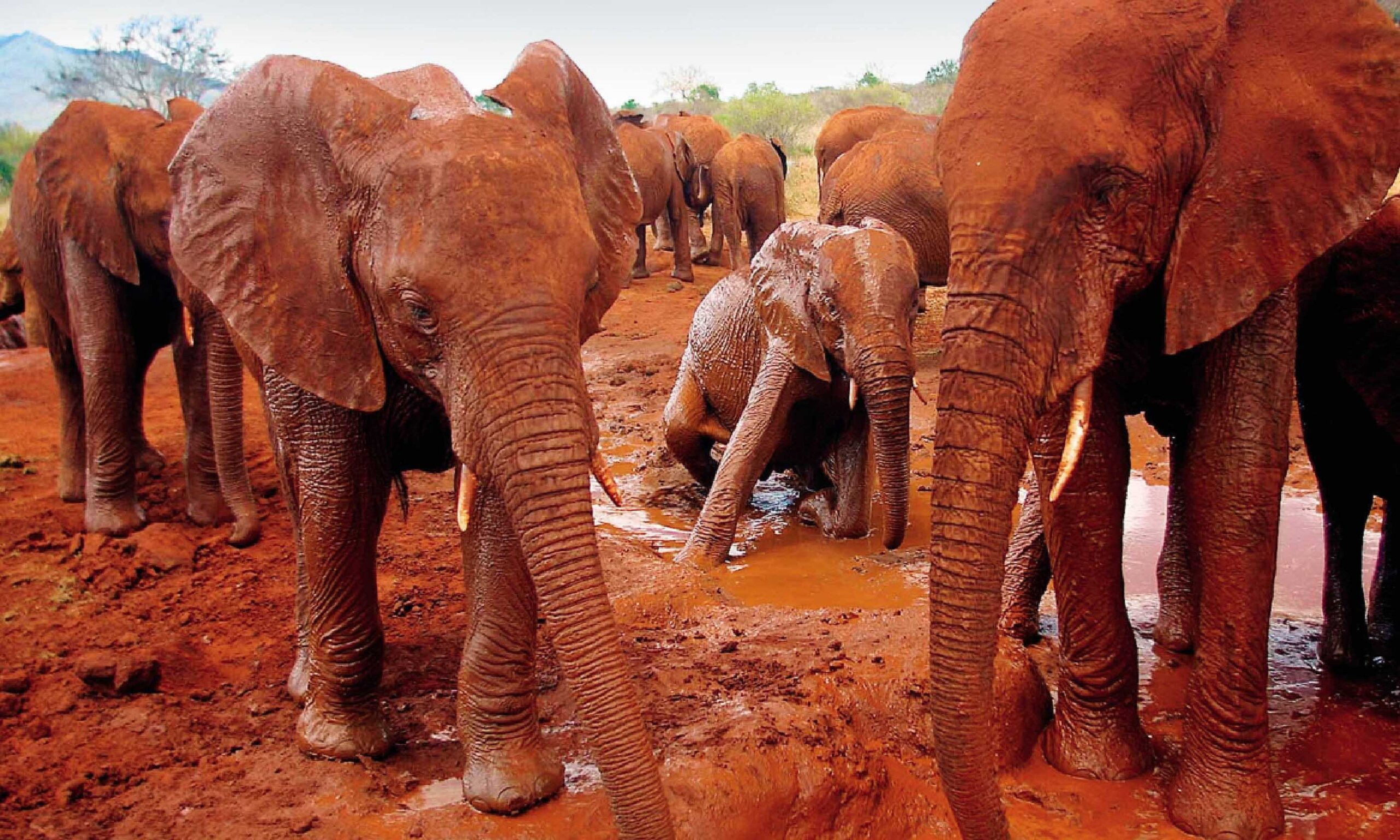 Tsavo red elephants