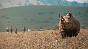Rhino Tracking