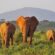 samburu-National-reserve-elephants